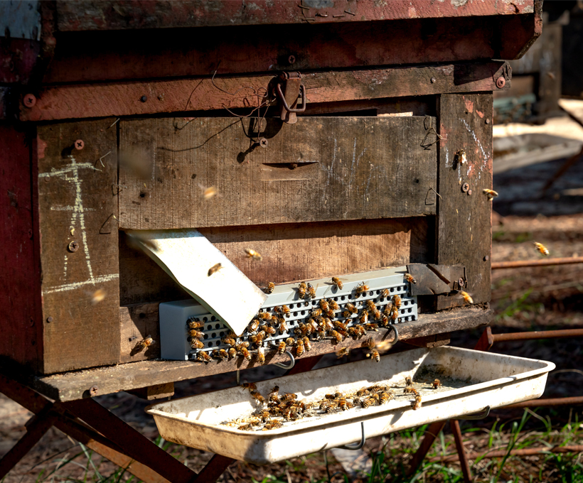 Introduction to beekeeping business Is beekeeping really good? Wii