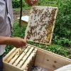 Beehive Frames Wood
