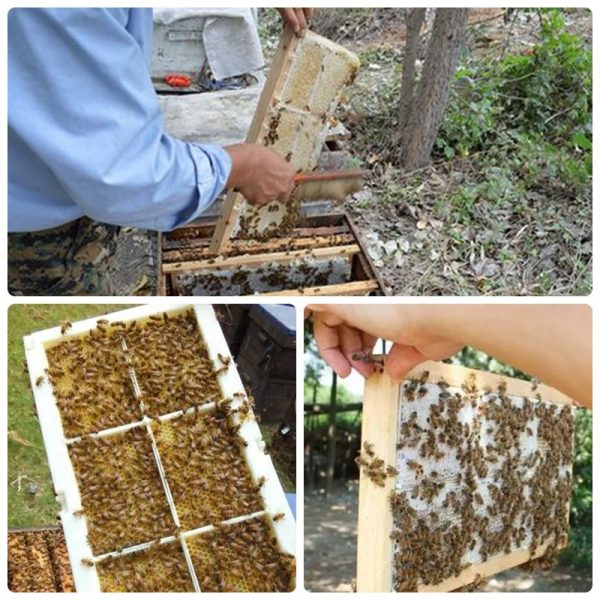 500g Honey Comb System Beekeeping Frame Plastic