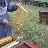 250g Plastic Comb Honey Cassettes Frame