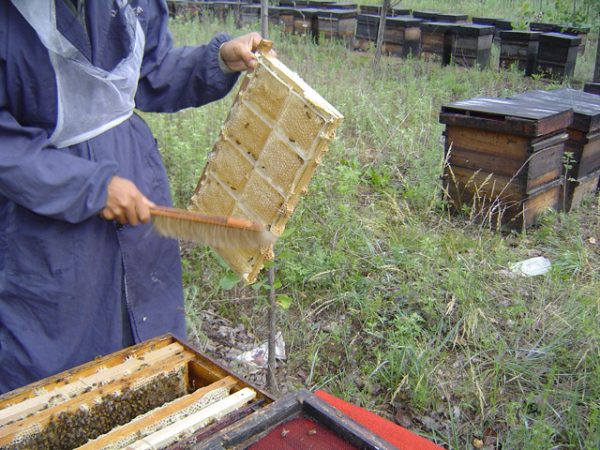 250g Plastic Comb Honey Cassettes Frame