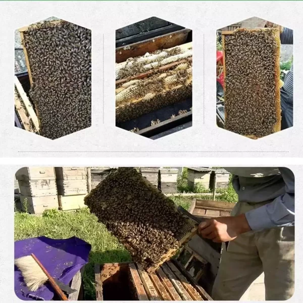 Professional Bee Anti-Escape Anti-Queen Bee Escape Device